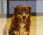 Small #6 Australian Shepherd Mix