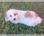 Small Photo #24 Maltipoo Puppy For Sale in BRISTOL, PA, USA
