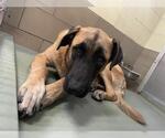 Small Anatolian Shepherd