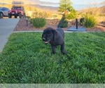 Small Photo #17 Labrador Retriever Puppy For Sale in APPLE VALLEY, CA, USA