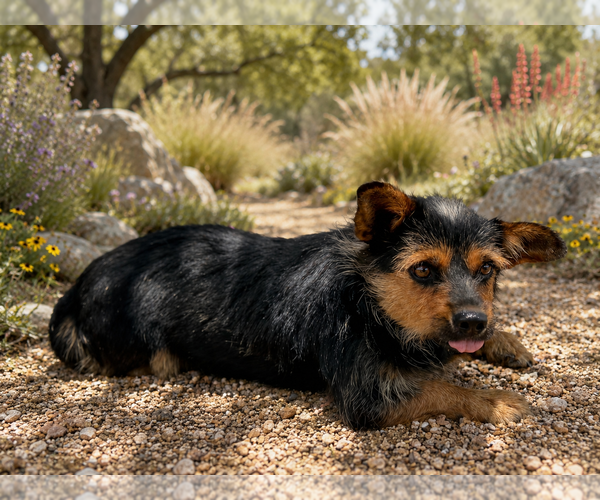 Medium Photo #2 Mutt Puppy For Sale in PIPE CREEK, TX, USA