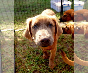 Golden Labrador Dogs for adoption in Royal Palm Beach, FL, USA