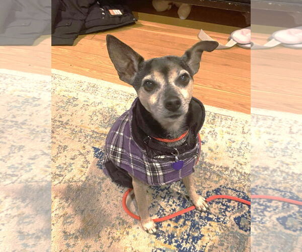 Medium Photo #6 Chihuahua-Unknown Mix Puppy For Sale in Boonton, NJ, USA