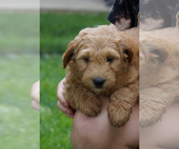 Medium Photo #2 Goldendoodle (Miniature) Puppy For Sale in MILLERSBURG, OH, USA