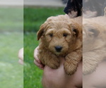 Small #1 Goldendoodle (Miniature)