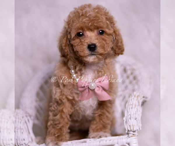 Medium Photo #57 Maltipoo (Miniature) Puppy For Sale in WARSAW, IN, USA