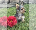 Small #7 Yorkshire Terrier