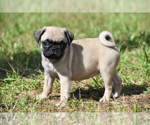 Pug Puppy for sale in PALM COAST, FL, USA