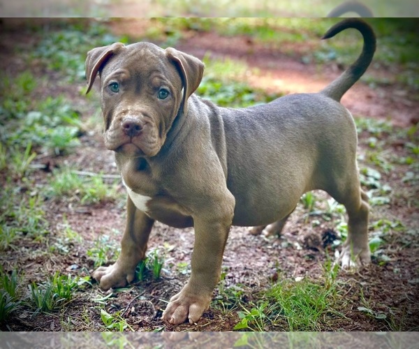 Medium Photo #1 American Bully Puppy For Sale in SNELLVILLE, GA, USA