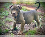 Puppy Blue American Bully