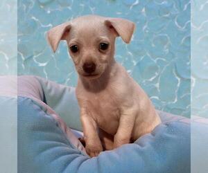 Chihuahua-Unknown Mix Dogs for adoption in San Diego, CA, USA