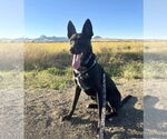 Small #1 German Shepherd Dog Mix