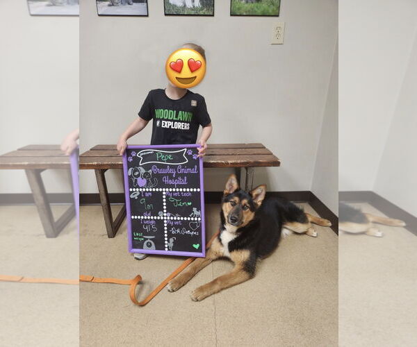 Medium Photo #2 German Shepherd Dog-Siberian Husky Mix Puppy For Sale in La Grange , NC, USA