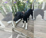 Small #3 Border Collie Mix