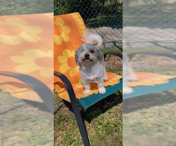 Medium Photo #9 Shih Tzu Puppy For Sale in Weston, FL, USA