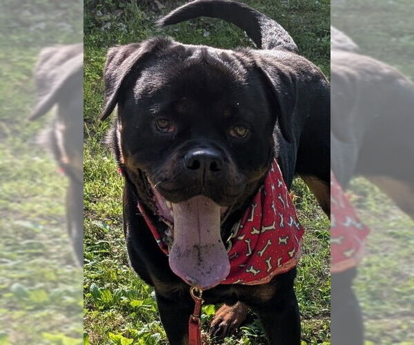 Medium Photo #1 Rottweiler Puppy For Sale in Hillsboro, NH, USA