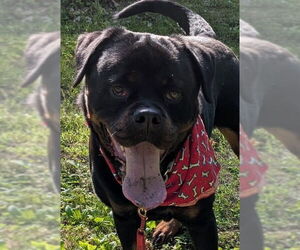 Rottweiler Dogs for adoption in Hillsboro, NH, USA