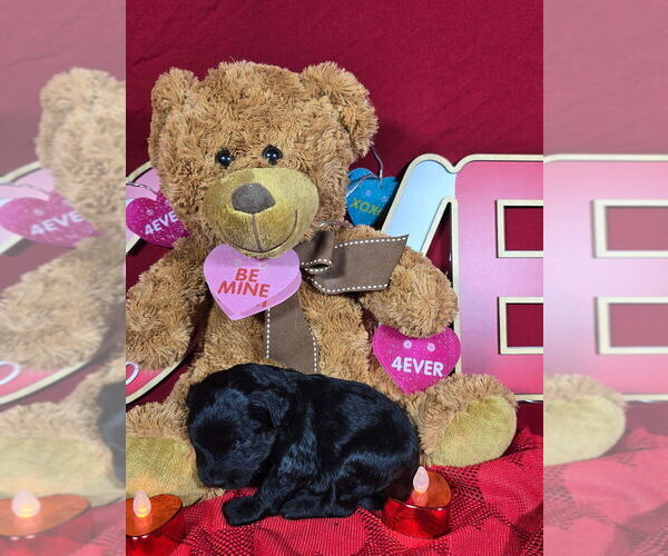 Medium Photo #3 Bernedoodle (Miniature) Puppy For Sale in BLACK FOREST, CO, USA