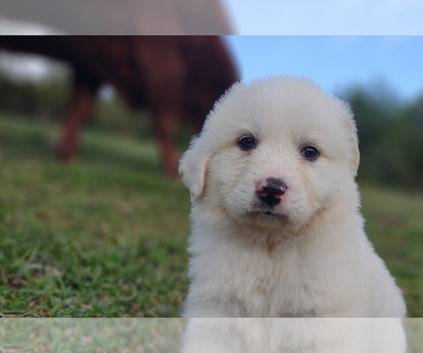 Medium Photo #31 Great Pyrenees Puppy For Sale in HILLSVILLE, VA, USA