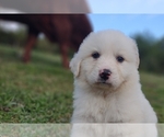 Small #30 Great Pyrenees