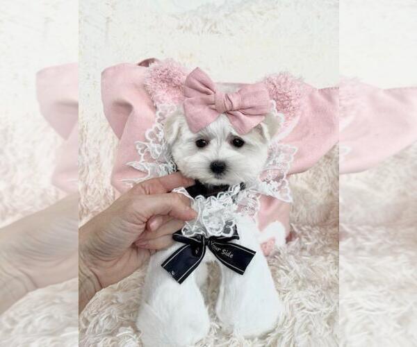 Medium Photo #6 Pomeranian Puppy For Sale in PEMBROKE PINES, FL, USA