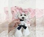 Small #5 Pomeranian