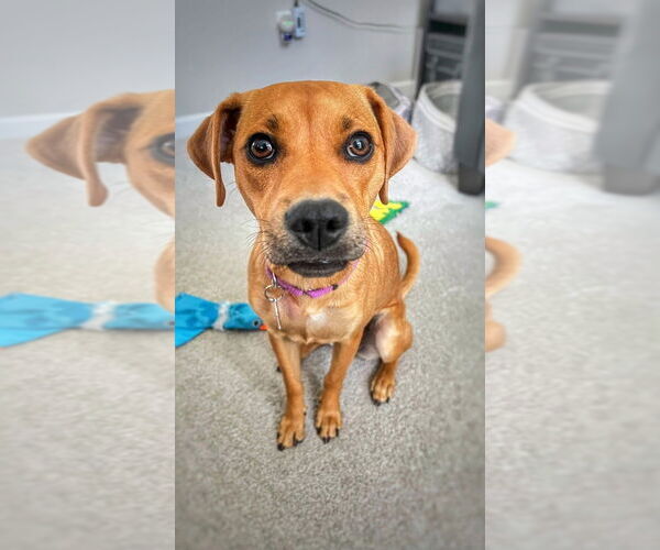 Medium Photo #3 Feist Terrier-Unknown Mix Puppy For Sale in Mundelein, IL, USA