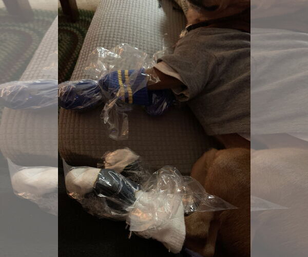 Medium Photo #23 Rat-Cha Puppy For Sale in Wakefield, RI, USA