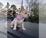 Puppy Pink French Bulldog