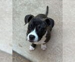 Small #3 American Staffordshire Terrier-Boxer Mix