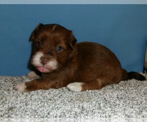 Havanese Puppy for sale in WEST CONCORD, MN, USA