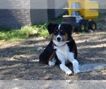 Small Photo #1 Miniature Australian Shepherd Puppy For Sale in KYLE, TX, USA