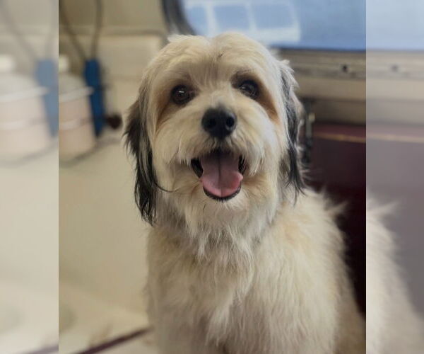 Medium Photo #1 Lhasa Apso-Poodle (Standard) Mix Puppy For Sale in Dana Point, CA, USA