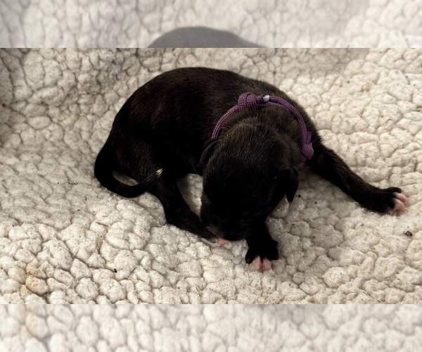 Medium Photo #21 Boxer Puppy For Sale in BRUSH CREEK, TN, USA