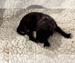 Small Photo #21 Boxer Puppy For Sale in BRUSH CREEK, TN, USA
