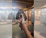Puppy Eleven Basset Hound