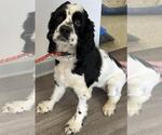 Small #3 Cocker Spaniel
