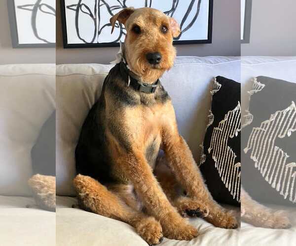 Medium Photo #6 Airedale Terrier Puppy For Sale in St. Louis Park, MN, USA