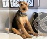 Small #5 Airedale Terrier