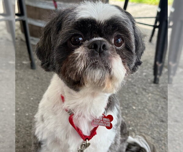 Medium Photo #4 Shih Tzu Puppy For Sale in Canton, CT, USA