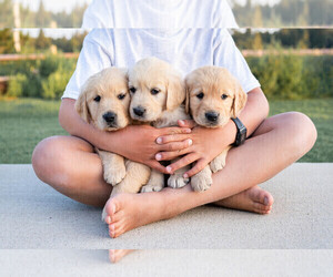 Golden Labrador Puppy for sale in MOORCROFT, WY, USA