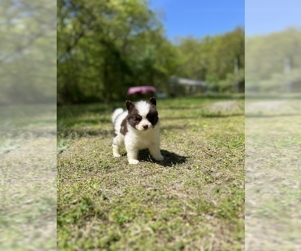 Medium Photo #71 Pomsky Puppy For Sale in DRACUT, MA, USA