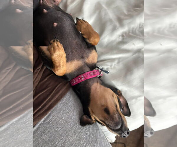 Medium Photo #5 Chihuahua-Unknown Mix Puppy For Sale in Gulfport, MI, USA