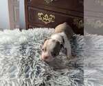 Small Photo #12 Boston Terrier Puppy For Sale in GONIC, NH, USA