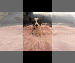 Pembroke Welsh Corgi Puppy for Sale in SHERMAN, Texas USA