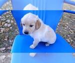 Small Photo #6 Golden Retriever Puppy For Sale in LEON, KS, USA
