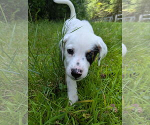 Mutt Dogs for adoption in Garden City, NY, USA