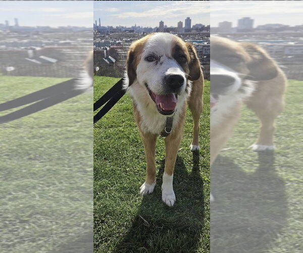 Medium Photo #4 Saint Bernard-Unknown Mix Puppy For Sale in Rockaway, NJ, USA