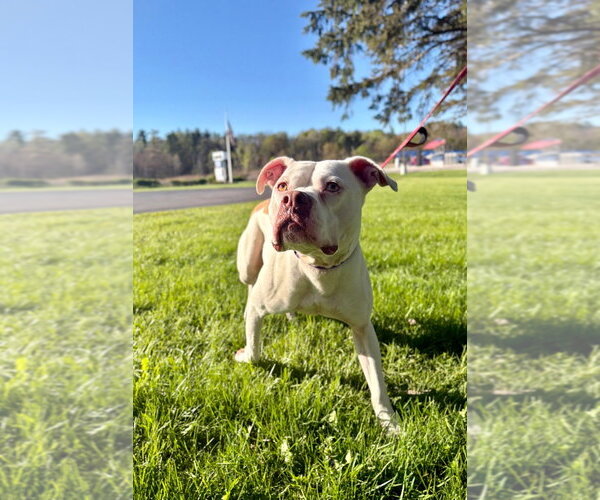 Medium Photo #2 Mutt Puppy For Sale in Gloversville, NY, USA