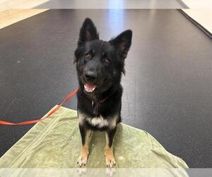 German Shepherd Dog Dogs for adoption in Pasadena, CA, USA